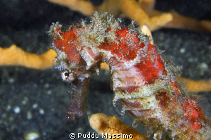 lembeh,nikon d2x by Puddu Massimo 
